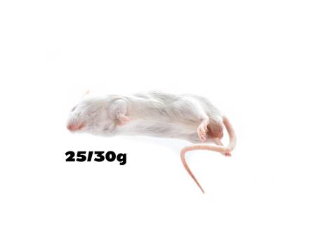 Mice 25/30g PACK of 100 pieces