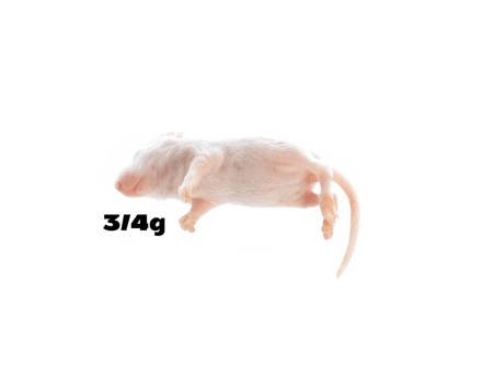 Mice 3/4g PACK of 100 pcs