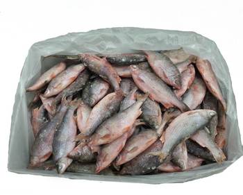  Süßwasserfisch (Plötze)IQF - 1 kg