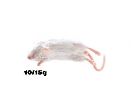 Mäuse M 10/15g [10 Stuck]