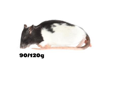 Ratten 90/120g