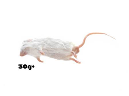 Myszy 30g+g XXL [10 sztuk]